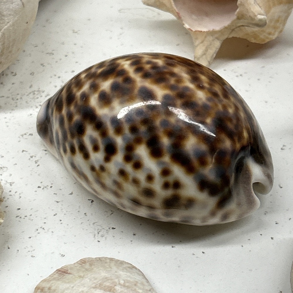 Mixed Seashell Collection Lot Conch Scallop Assorted Coastal‎ Decor - Picture 6 of 16